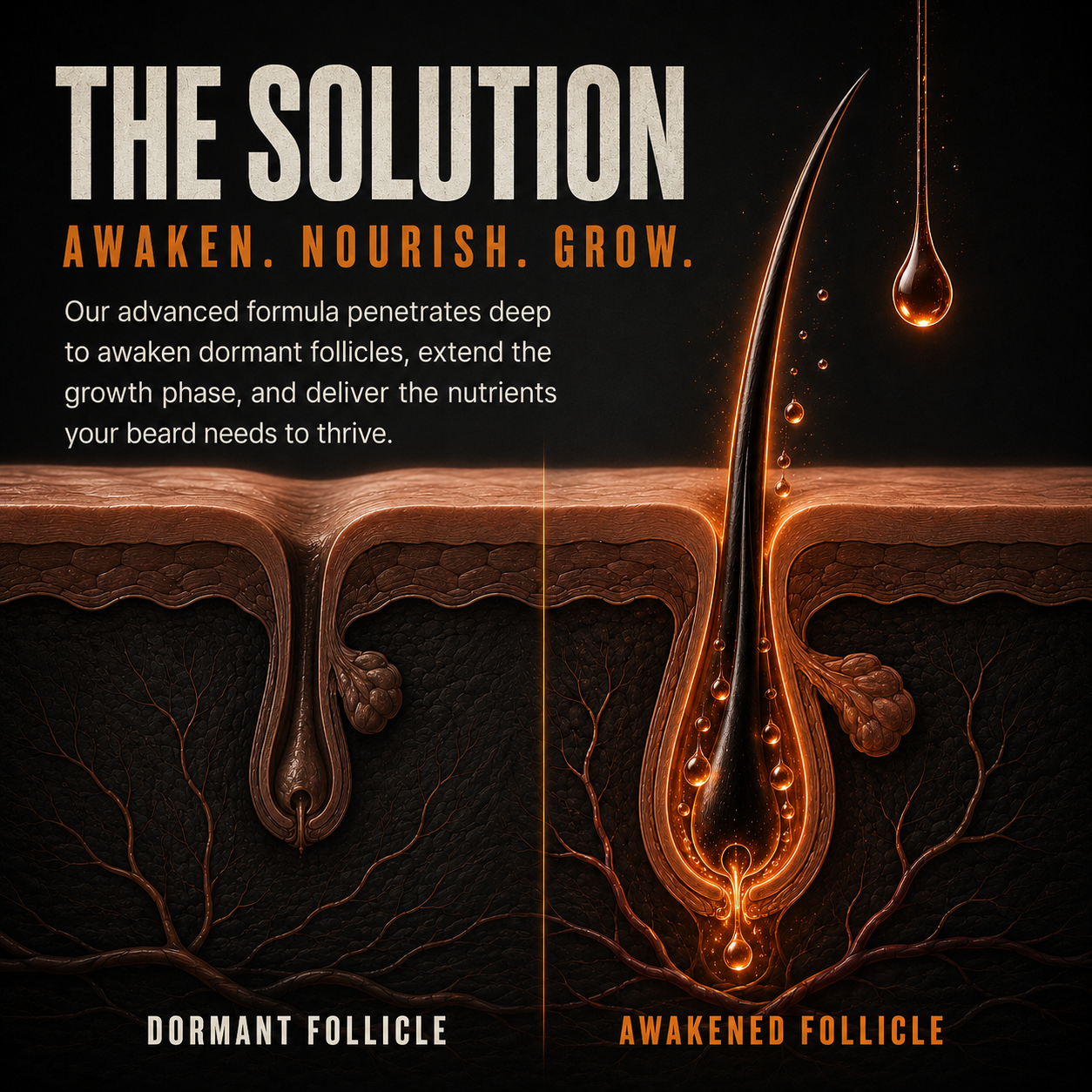 The Solution — Awaken, Nourish, Grow. Dormant follicle vs awakened follicle diagram.